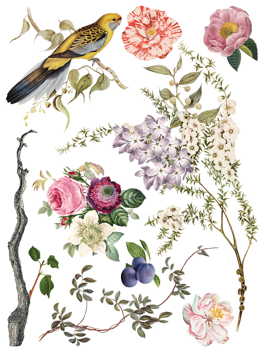 Menagerie IOD Transfer 12x16 Pad™ New Release Q2 Summer