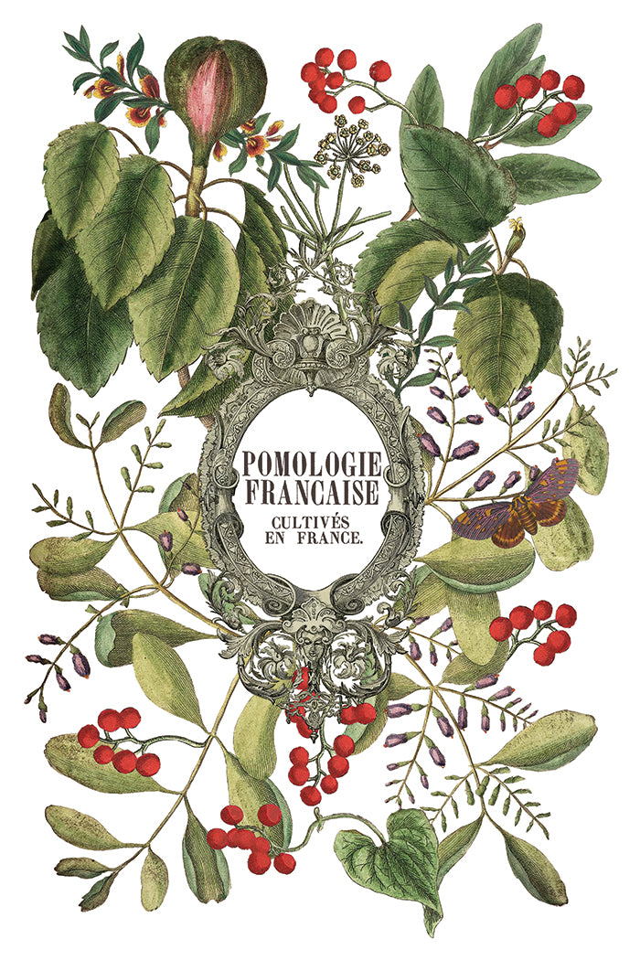 Clementine IOD Transfer 8x12 Pad™ -Iron Orchid Designs