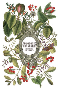Thumbnail for Clementine IOD Transfer 8x12 Pad™ -Iron Orchid Designs