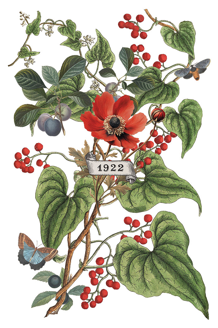 Clementine IOD Transfer 8x12 Pad™ -Iron Orchid Designs