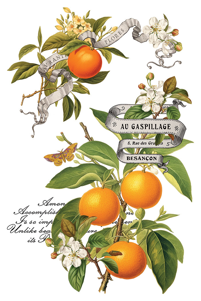 Clementine IOD Transfer 8x12 Pad™ -Iron Orchid Designs