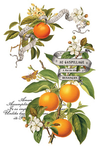 Thumbnail for Clementine IOD Transfer 8x12 Pad™ -Iron Orchid Designs