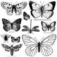 Thumbnail for Butterflies 12x12 IOD Stamp