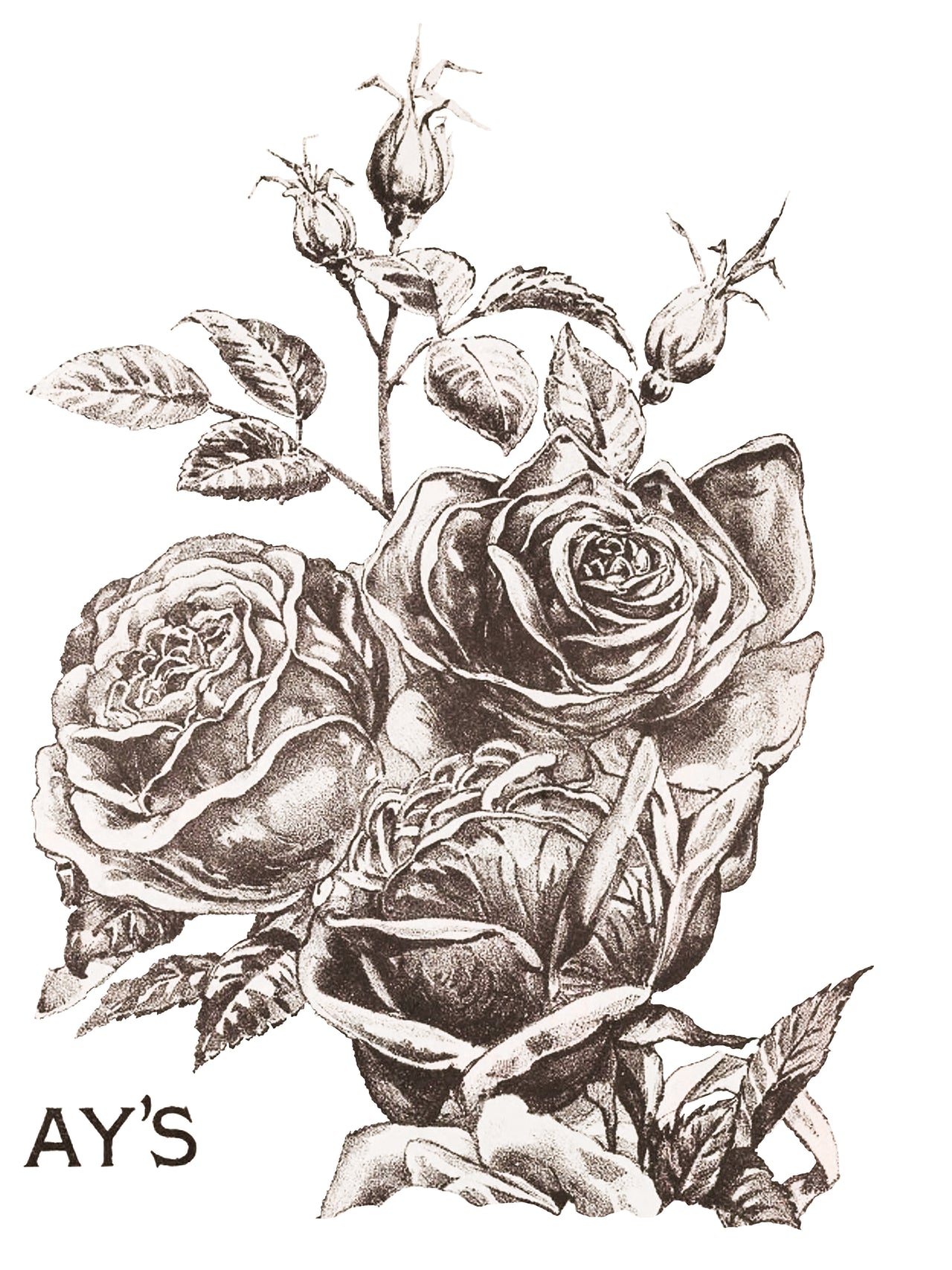 Mays Roses IOD Transfer 12x16 Pad™ -Iron Orchid Designs