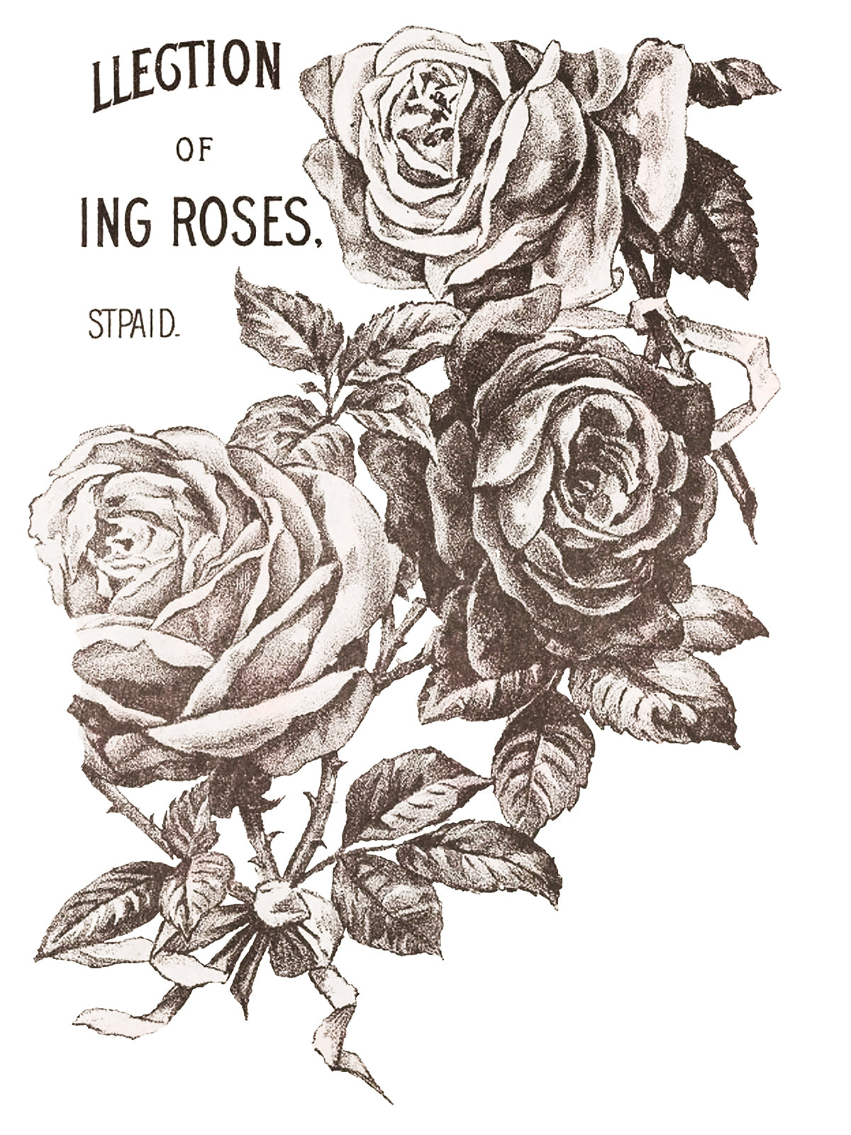 Mays Roses IOD Transfer 12x16 Pad™ -Iron Orchid Designs